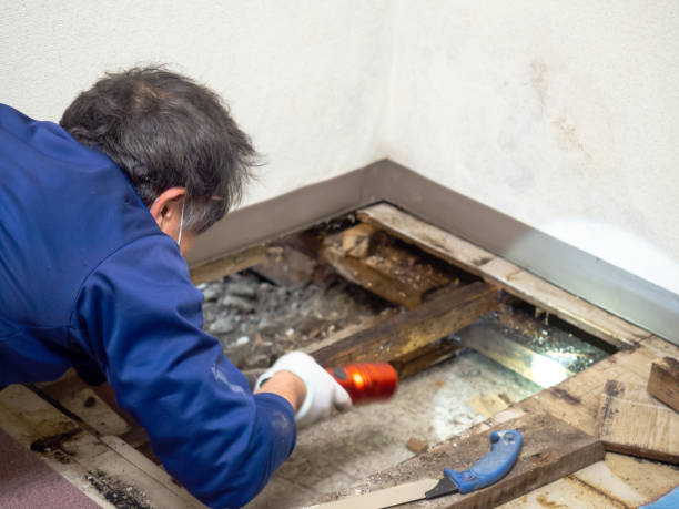 Best Mold Cleaning Services  in East Troy, WI