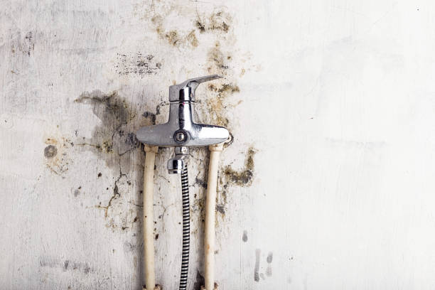 Best Commercial Mold Removal  in East Troy, WI