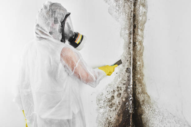 Best Local Mold Removal Service  in East Troy, WI