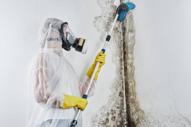 Best Mold Removal Near Me  in East Troy, WI