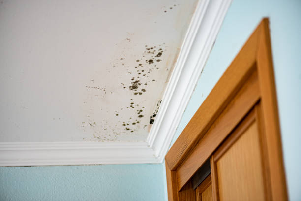 Best Mold Remediation Experts  in East Troy, WI