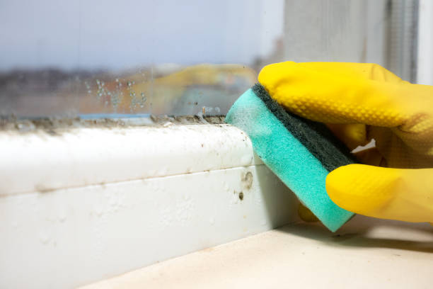 Best Residential Mold Removal  in East Troy, WI