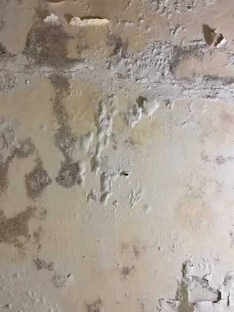 Best Emergency Mold Removal  in East Troy, WI