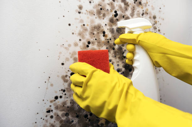 Best Attic Mold Removal  in East Troy, WI
