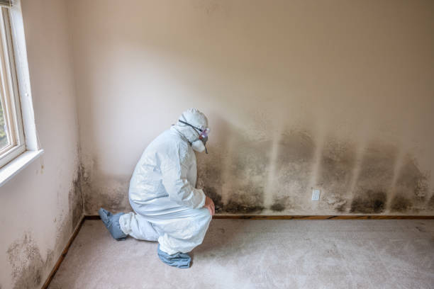 Best Professional Mold Removal  in East Troy, WI