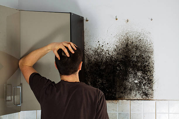 Best Mold Testing  in East Troy, WI