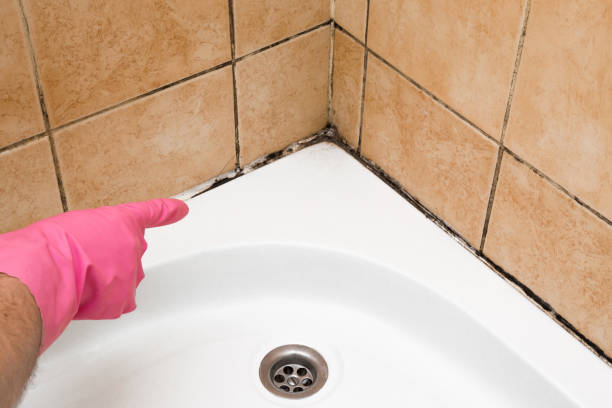 Best Affordable Mold Removal  in East Troy, WI
